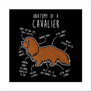 Ruby Cavalier King Charles Spaniel Dog Anatomy Posters and Art